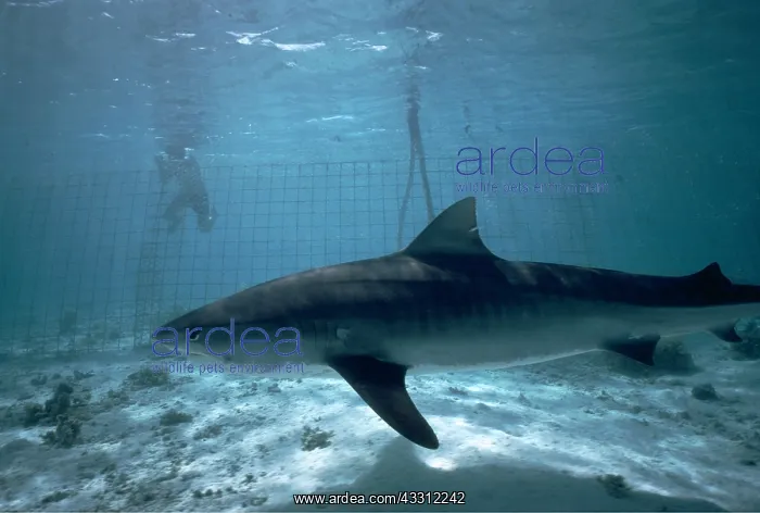 : TIGER SHARK and shark proof nets. with scuba diver : TIGER SHARK and shark proof nets. with scuba diver