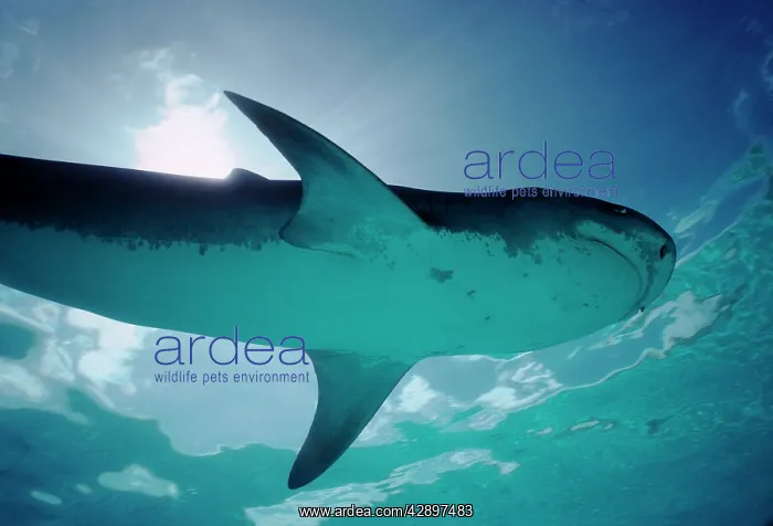 : Tiger SHARK - showing underside : Tiger SHARK - showing underside