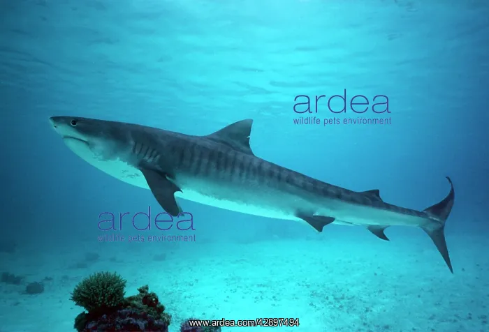 : Tiger SHARK - side view : Tiger SHARK - side view
