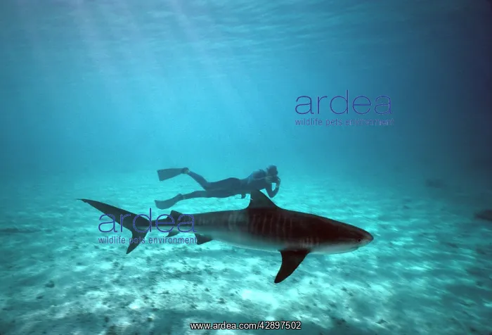 : Tiger SHARK - side view, with diver in reef lagoon : Tiger SHARK - side view, with diver in reef lagoon