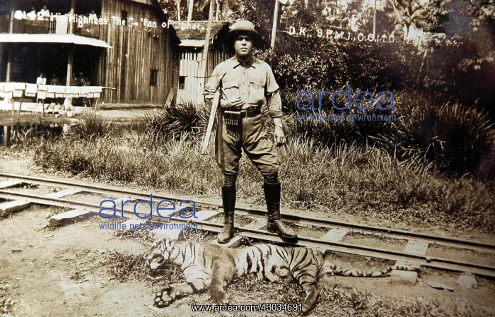: Tiger shooting to protect railway workers in India : Tiger shooting to protect railway workers in India