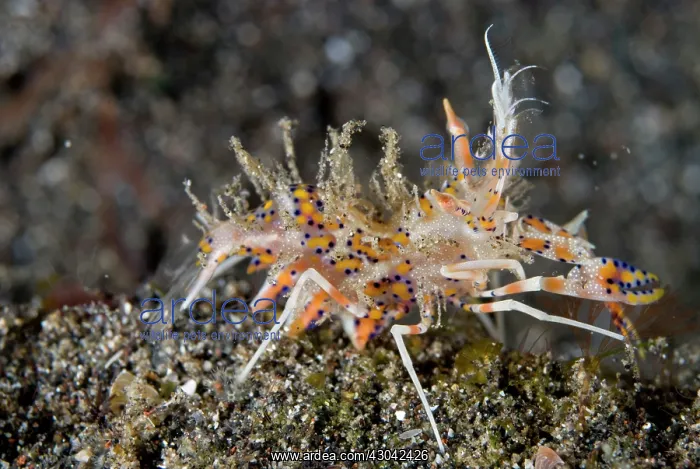 : Tiger Shrimp : Tiger Shrimp