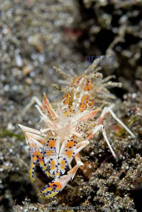  : Tiger Shrimp