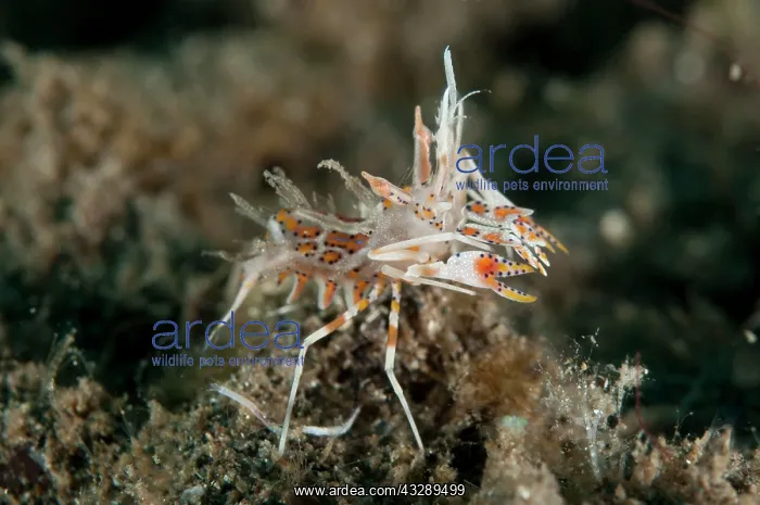  : Tiger Shrimp