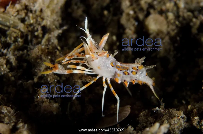 : Tiger Shrimp : Tiger Shrimp
