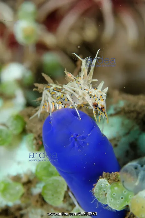 : Tiger Shrimp : Tiger Shrimp