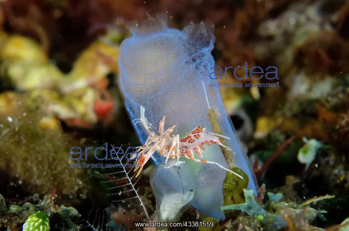 : Tiger Shrimp - on Sea Squirt (Rhopalaea sp) - Batu : Tiger Shrimp - on Sea Squirt (Rhopalaea sp) - Batu