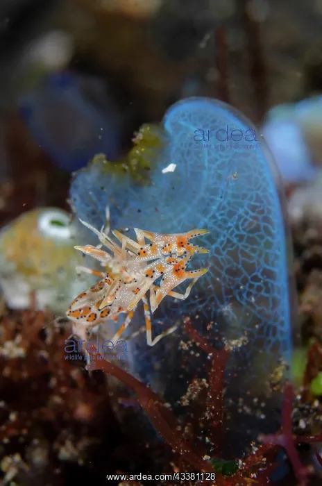  : Tiger Shrimp - on Sea Squirt (Rhopalaea sp) - Kubu