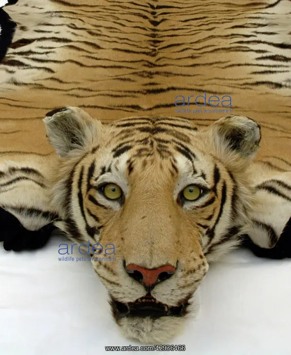 : Tiger skin rug with mounted head by Van Ingen & : Tiger skin rug with mounted head by Van Ingen &
