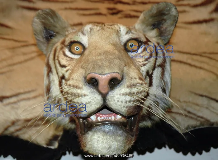  : Tiger skin wall hanging rug with mounted head by