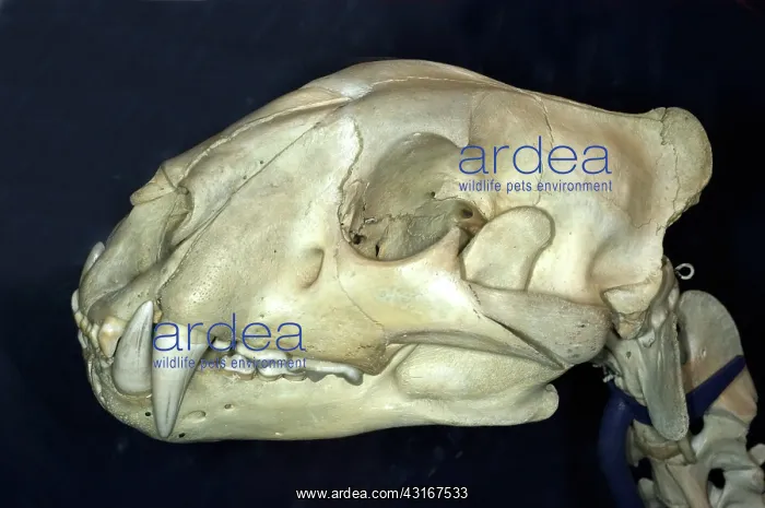 : Tiger Skull : Tiger Skull