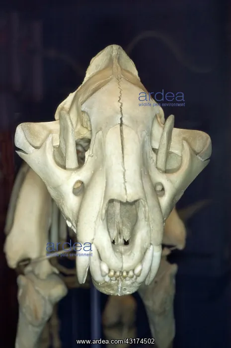 : Tiger Skull : Tiger Skull