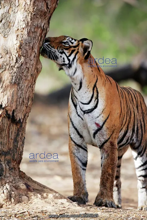 : Tiger - Smelling another tigers scent on tree : Tiger - Smelling another tigers scent on tree