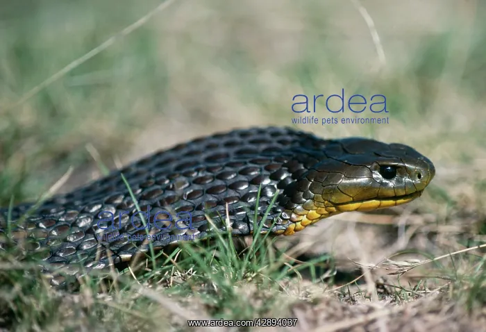 : Tiger SNAKE : Tiger SNAKE