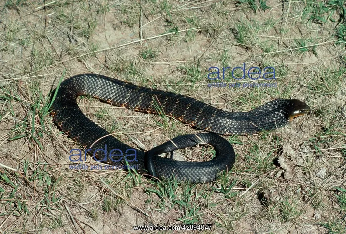: Tiger SNAKE : Tiger SNAKE