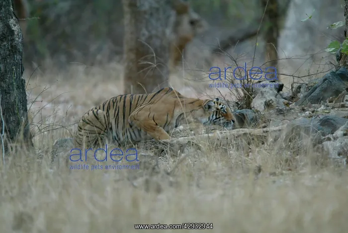 : Tiger - Stalking prey : Tiger - Stalking prey
