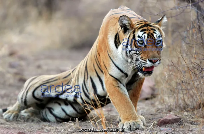 : Tiger - Stalking prey : Tiger - Stalking prey