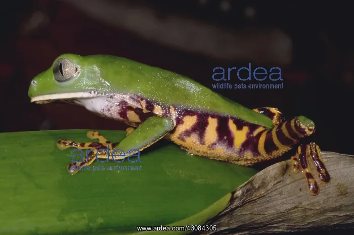 : Tiger-Stripe Monkey Frog : Tiger-Stripe Monkey Frog