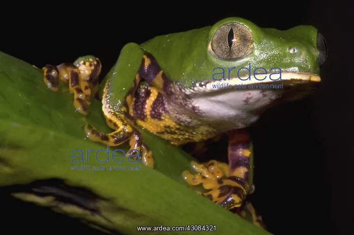 : Tiger Stripe Monkey Frog : Tiger Stripe Monkey Frog