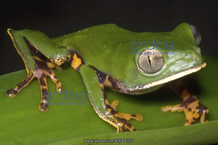 : Tiger Stripe Monkey Frog : Tiger Stripe Monkey Frog