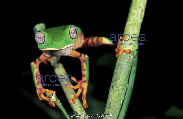 : Tiger-striped Leaf Frog : Tiger-striped Leaf Frog