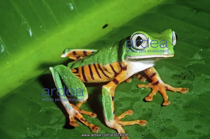  : Tiger-striped Leaf Frog