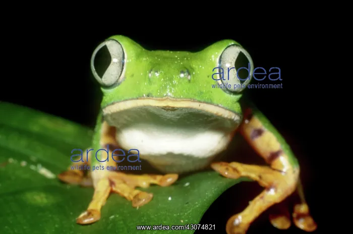 : Tiger-striped Leaf Frog : Tiger-striped Leaf Frog