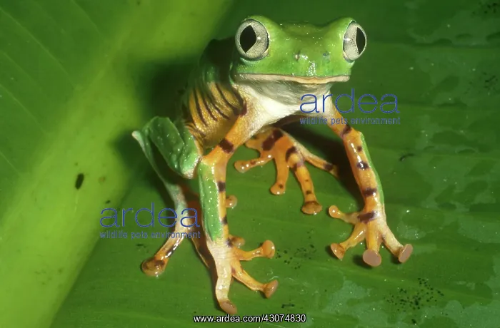 : Tiger-striped Leaf Frog : Tiger-striped Leaf Frog