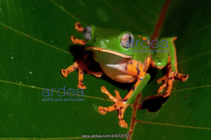  : Tiger-striped leaf frog, Barred leaf frog or tiger