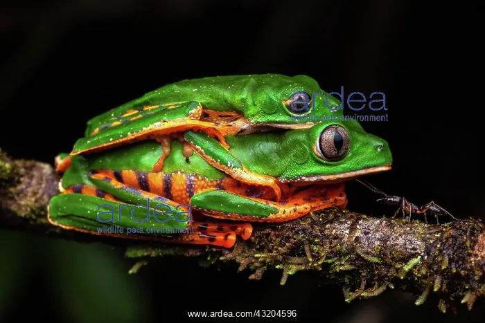 : Tiger-striped leaf frog (Phyllomedusa tomopterna) : Tiger-striped leaf frog (Phyllomedusa tomopterna)