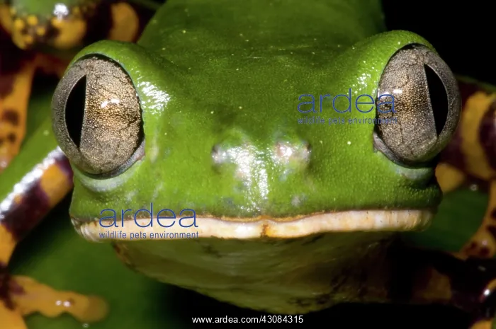 : Tiger Striped Monkey Frog : Tiger Striped Monkey Frog