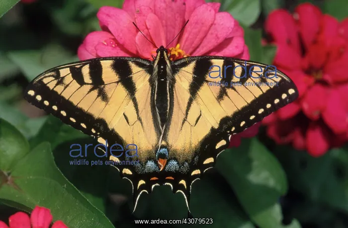 : Tiger Swallowtail : Tiger Swallowtail