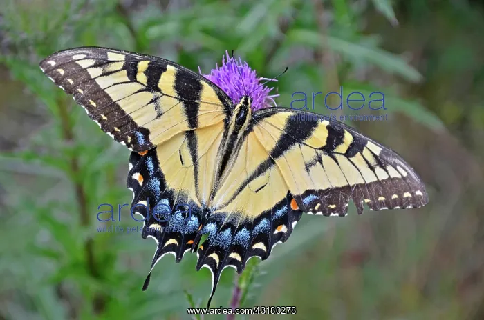 : Tiger Swallowtail Butterfly : Tiger Swallowtail Butterfly