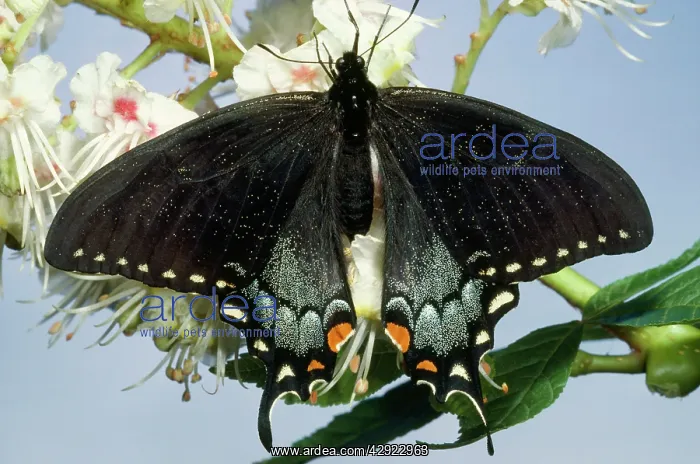 : Tiger Swallowtail Butterfly - female : Tiger Swallowtail Butterfly - female