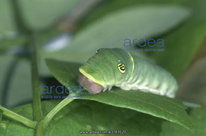 : Tiger Swallowtail Caterpillar : Tiger Swallowtail Caterpillar