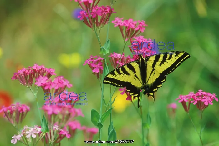 : Tiger Swallowtail - male on phlox, Summer : Tiger Swallowtail - male on phlox, Summer