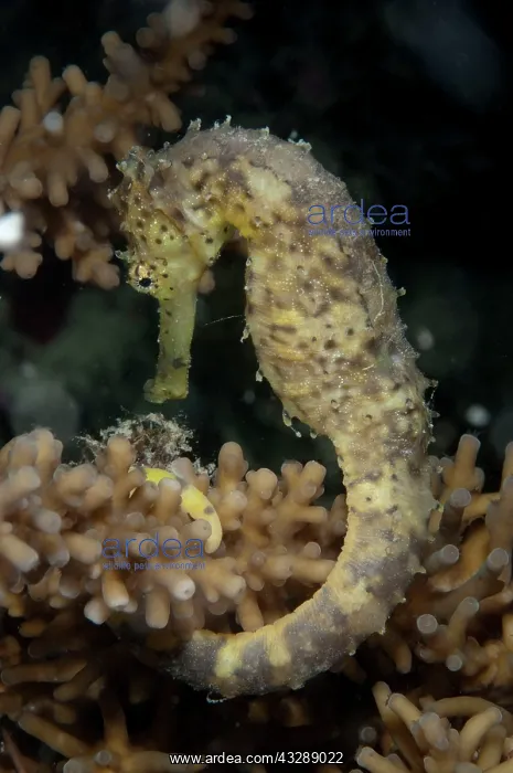 : Tiger-tail Seahorse : Tiger-tail Seahorse