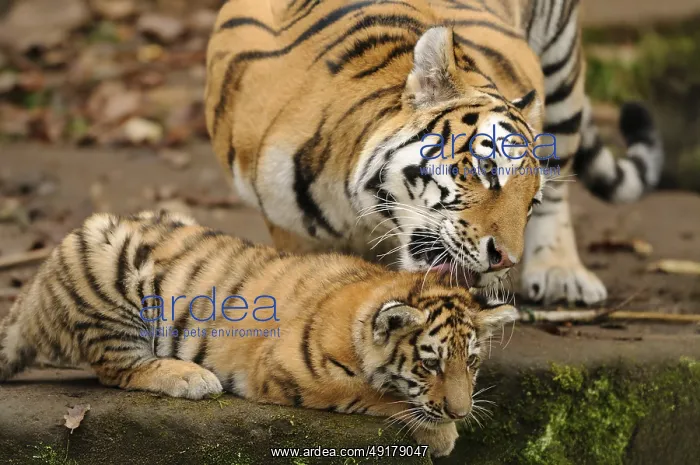  : A tiger tenderly licks its young in a calm natural environment