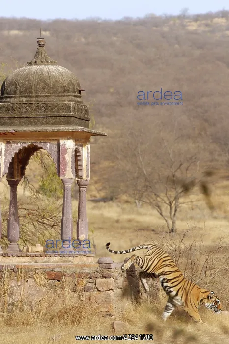 : Tiger - Tigress & Chhatri : Tiger - Tigress & Chhatri