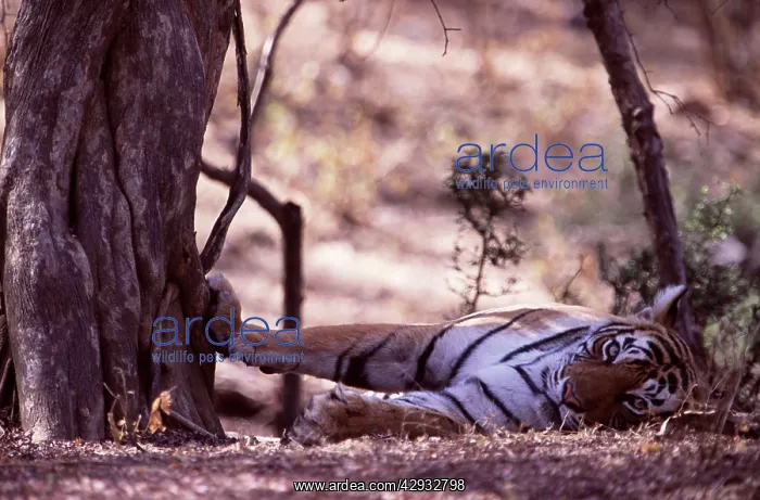 : Tiger - Tigress resting with paw on tree : Tiger - Tigress resting with paw on tree