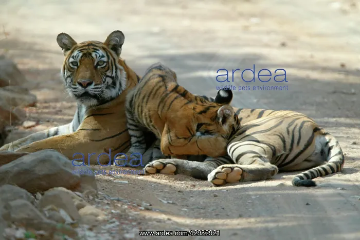 : Tiger - Tigress suckling 3 month-old cub : Tiger - Tigress suckling 3 month-old cub