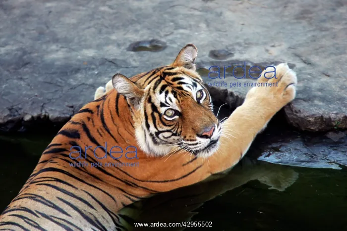 : Tiger - Tigress in water pool : Tiger - Tigress in water pool