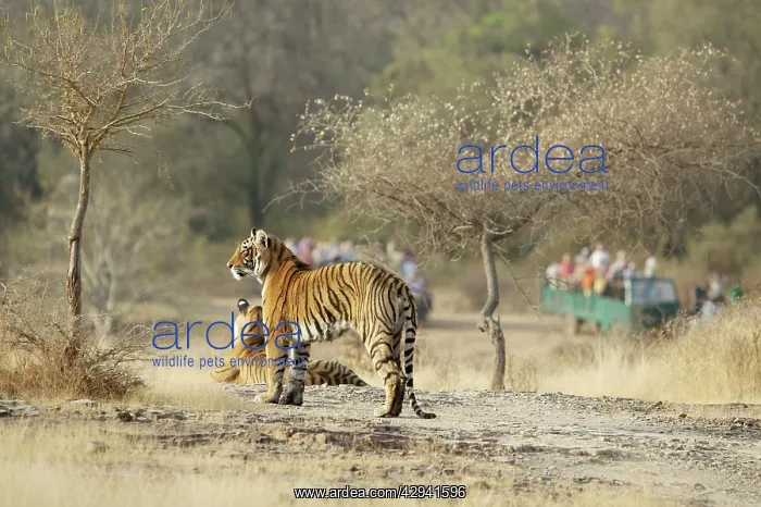 : Tiger and tourists - Two large cubs on view to : Tiger and tourists - Two large cubs on view to