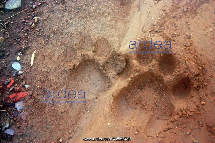  : Tiger tracks in dirt road