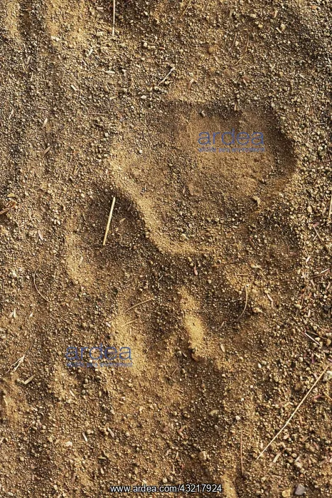 : Tiger tracks in sand, Ranthambore National : Tiger tracks in sand, Ranthambore National