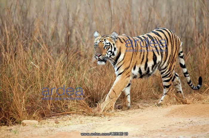 : Tiger - walking along edge of road : Tiger - walking along edge of road
