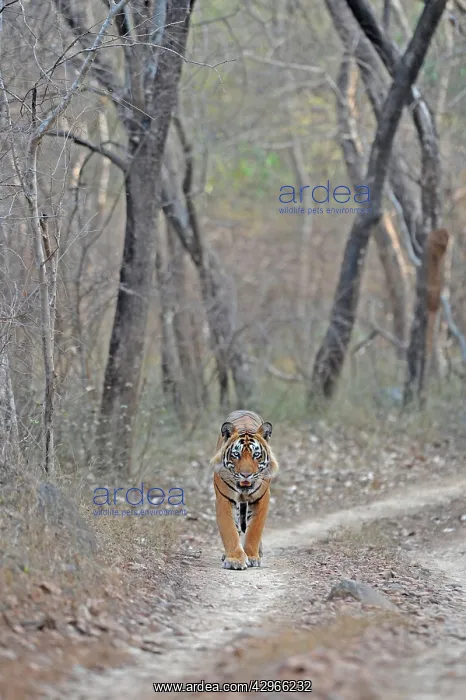 : Tiger - walking along forest track : Tiger - walking along forest track