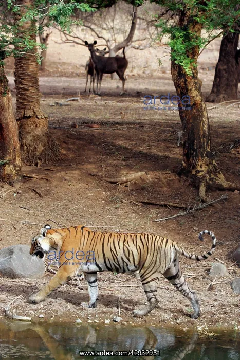 : Tiger - Walking past alert Sambar (Cervus unicolor) : Tiger - Walking past alert Sambar (Cervus unicolor)