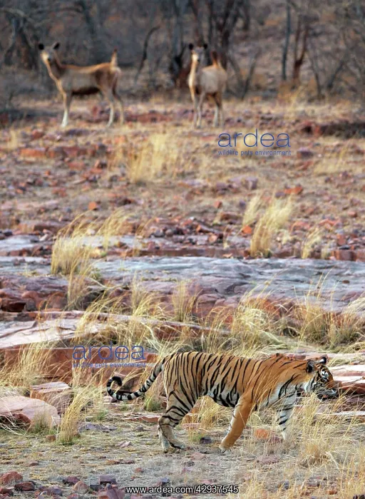 : Tiger - Walking past alert Sambar (Cervus unicolor) : Tiger - Walking past alert Sambar (Cervus unicolor)