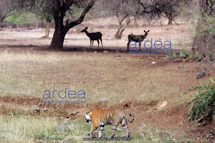 : Tiger - Walking past alert Sambar (Cervus unicolor) : Tiger - Walking past alert Sambar (Cervus unicolor)